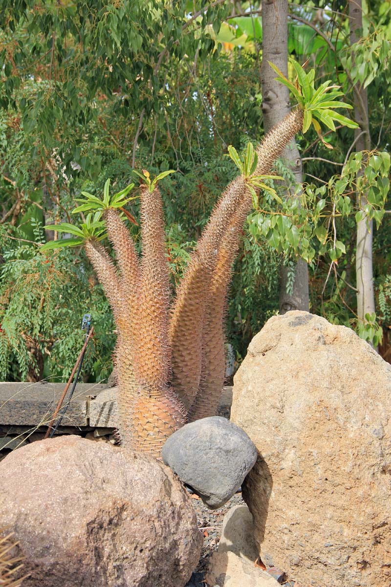 GIARDIN DE CACTUS di Gran Canaria